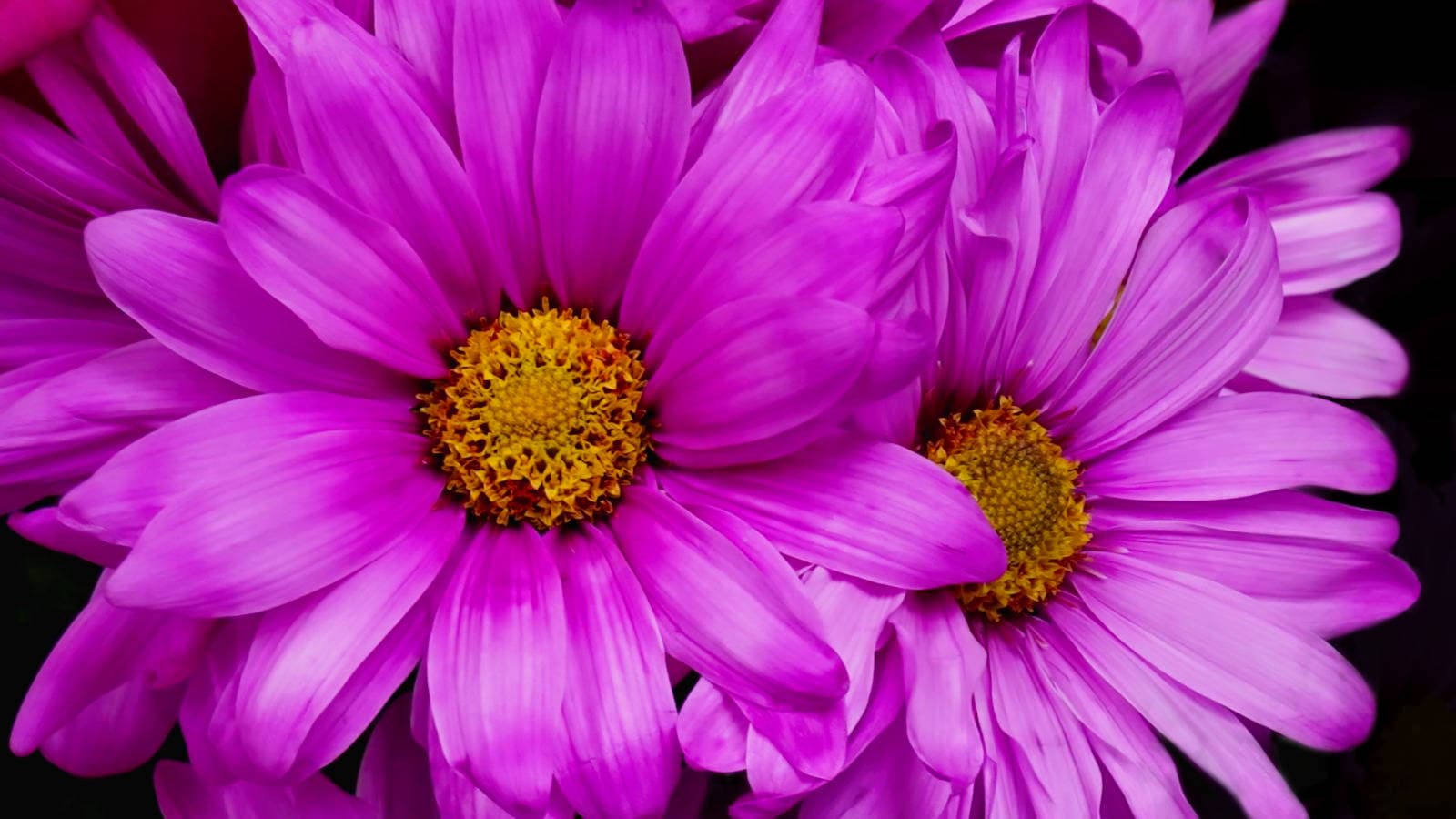 PrettyFlower